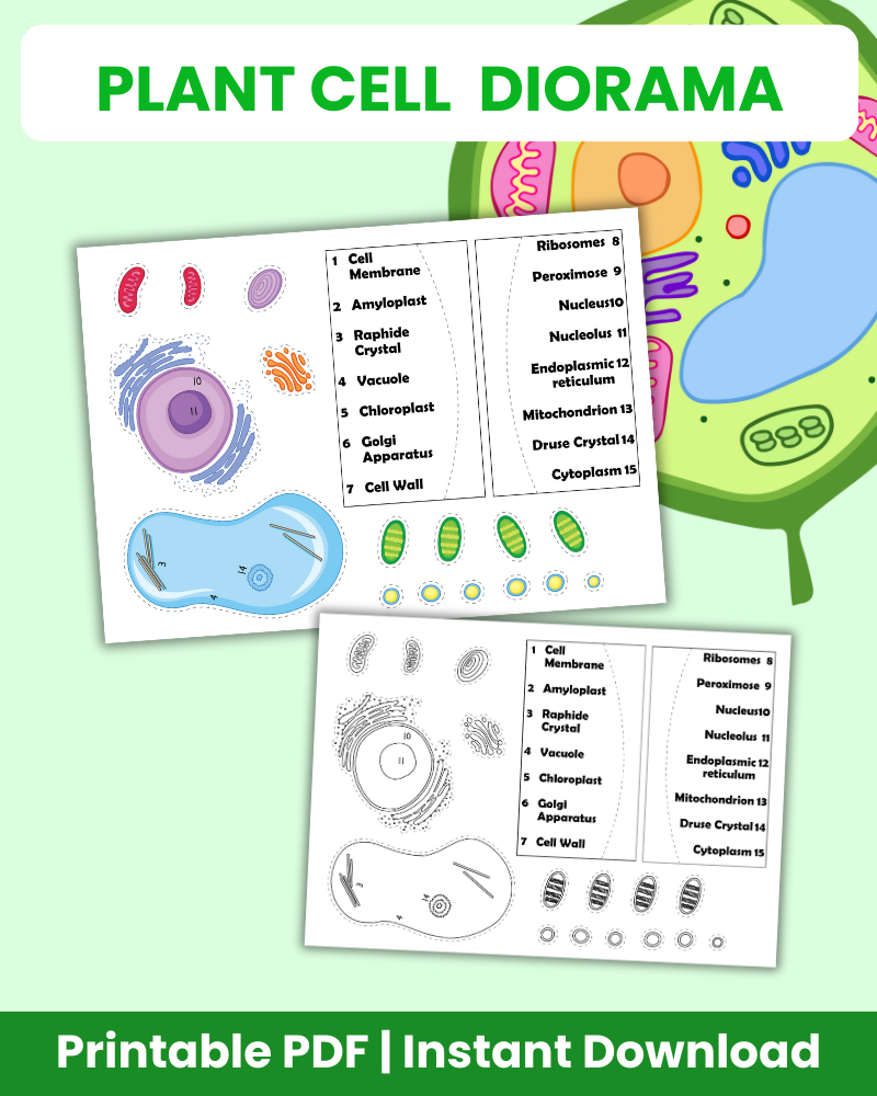 Plant Cell Diorama 3D Diorama Printable (6 Pages Total)