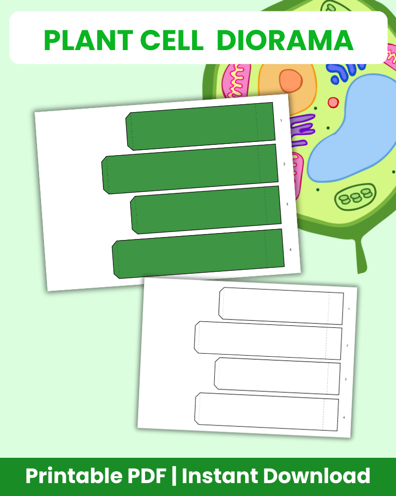 Plant Cell Diorama 3D Diorama Printable (6 Pages Total)