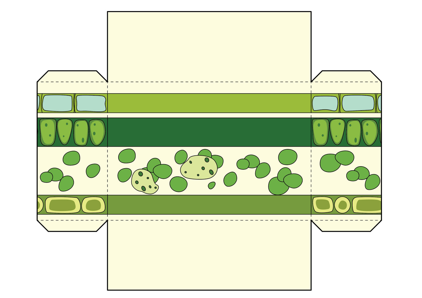 Leaf Anatomy Diorama Printable - 6 pages total