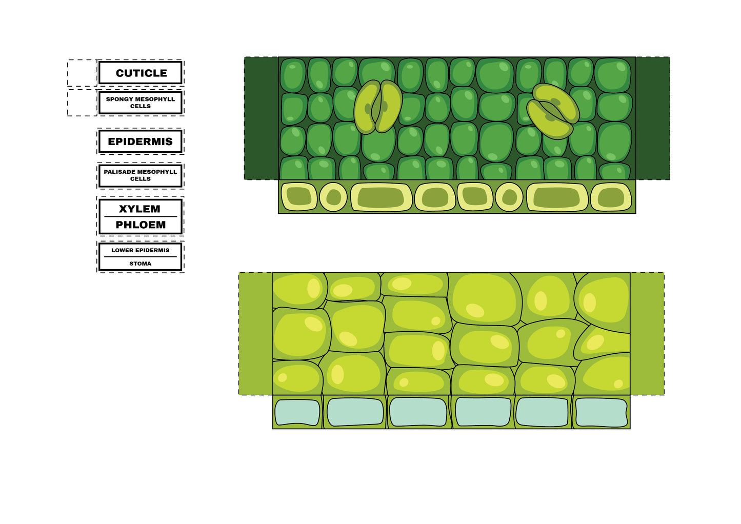 Leaf Anatomy Diorama Printable - 6 pages total
