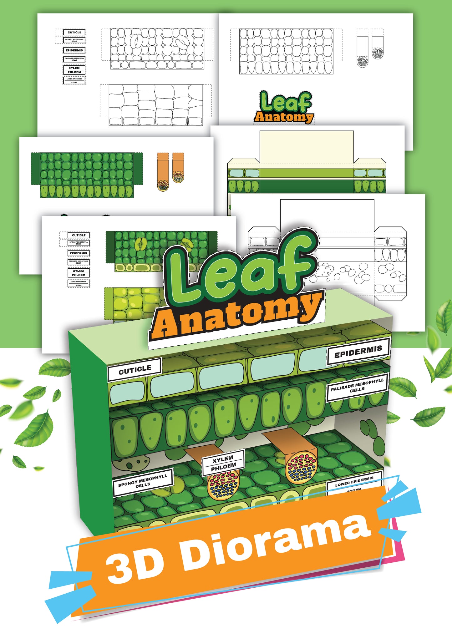 Leaf Anatomy Diorama Printable - 6 pages total