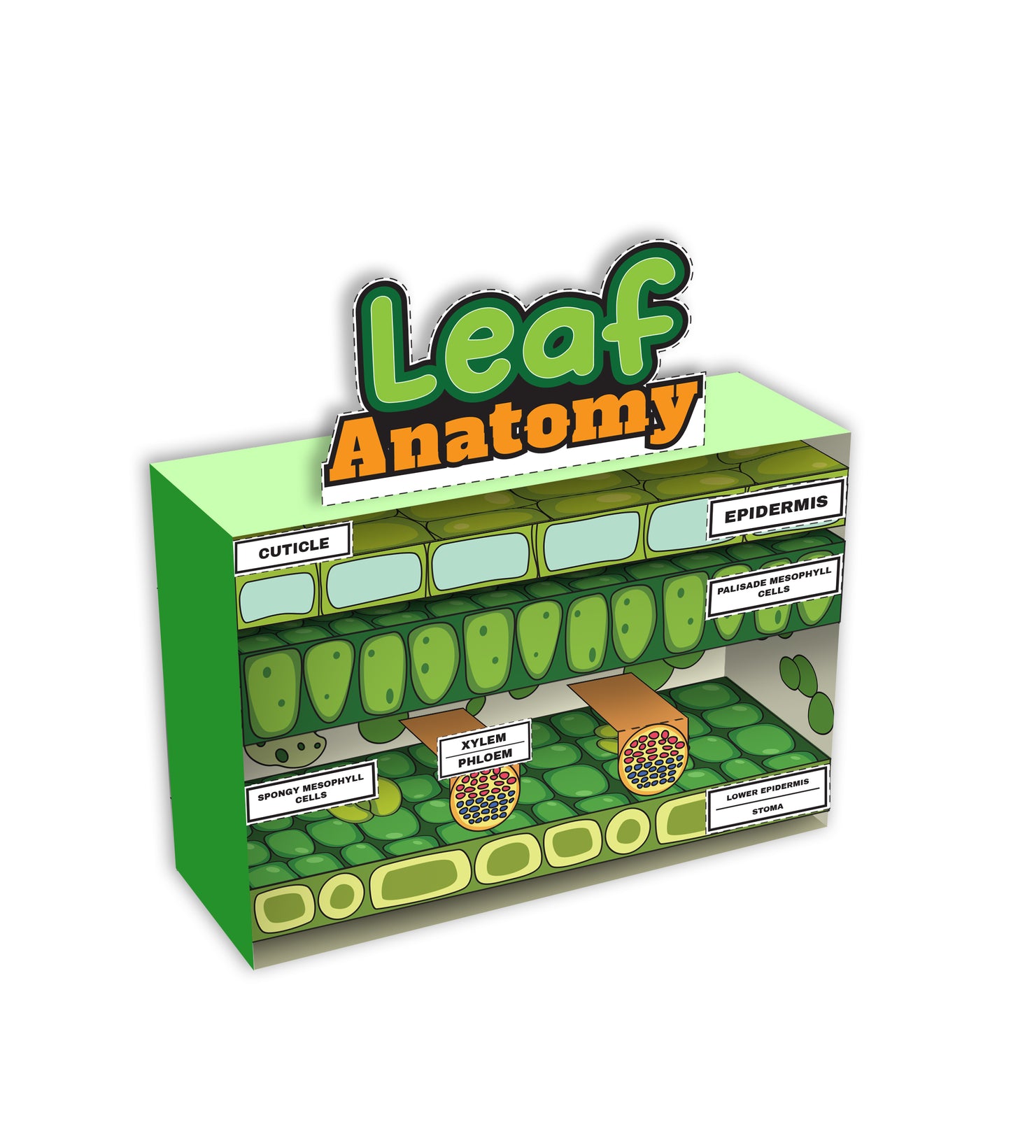Leaf Anatomy Diorama Printable - 6 pages total