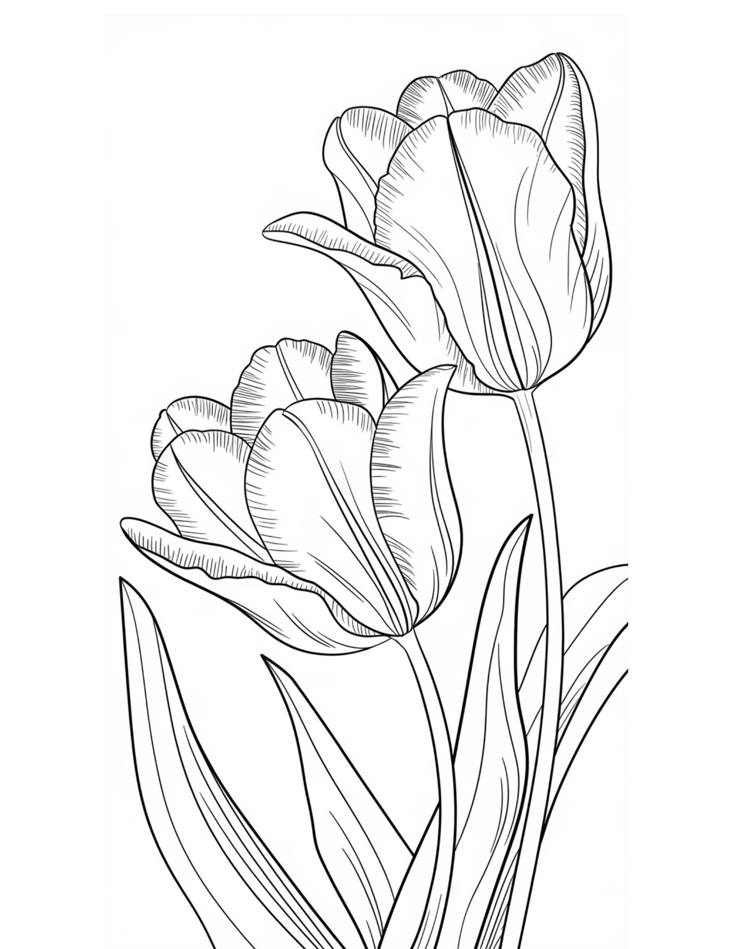 tulips coloring pages