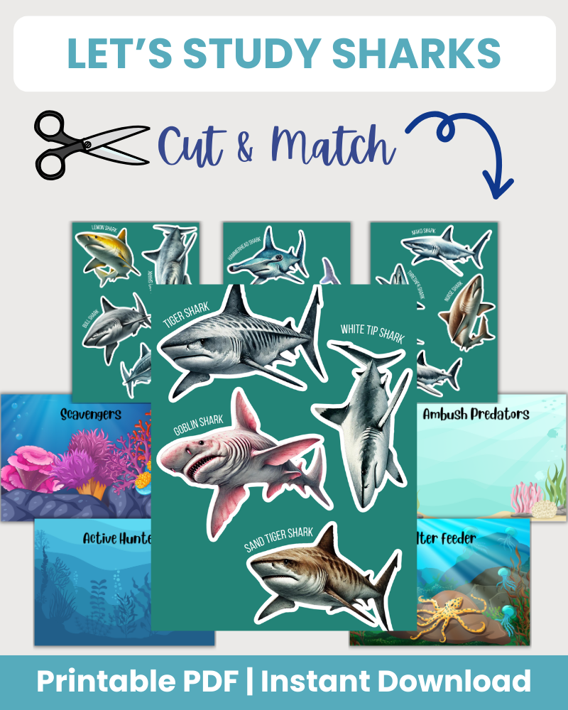 let's study sharks printable 75 pages