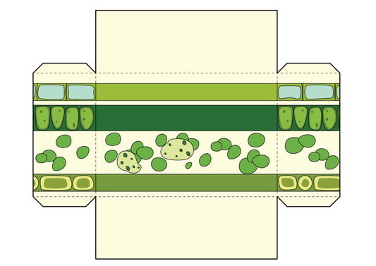 Leaf Anatomy Diorama Printable - 6 pages total