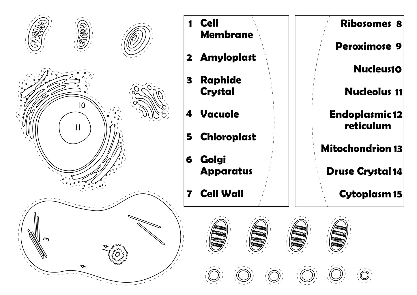 Plant Cell Diorama 3D Diorama Printable (6 Pages Total)