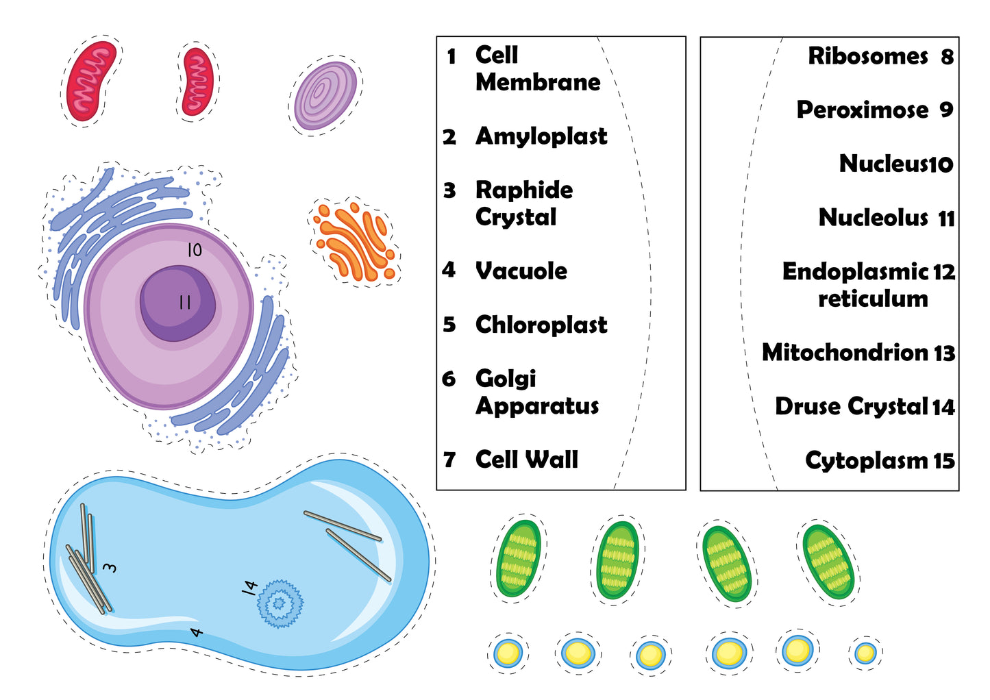 Plant Cell Diorama 3D Diorama Printable (6 Pages Total)