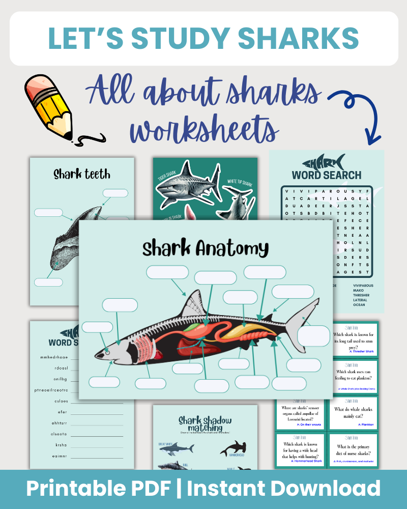 Shark Study Page Example Let's Study Sharks - 75 Pages – 24hourprintables.com