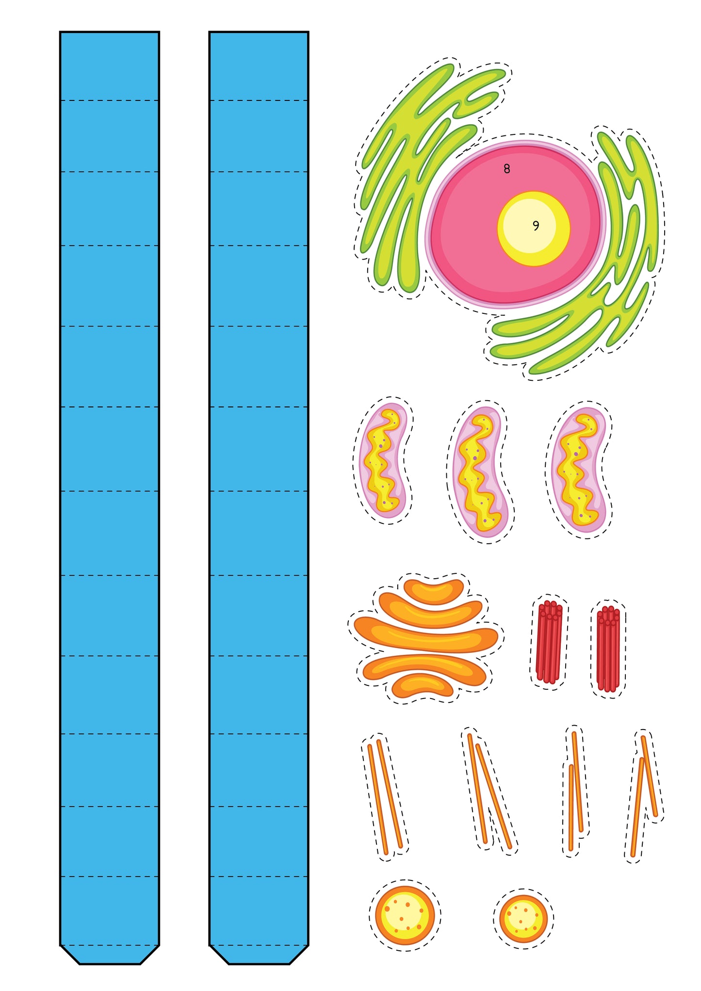 Printable Animal Cell Diorama