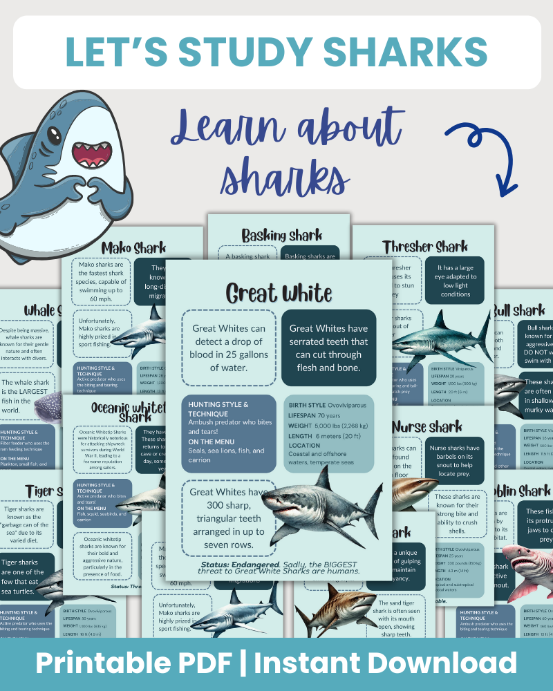 Shark Study Page Example Let's Study Sharks - 75 Pages – 24hourprintables.com