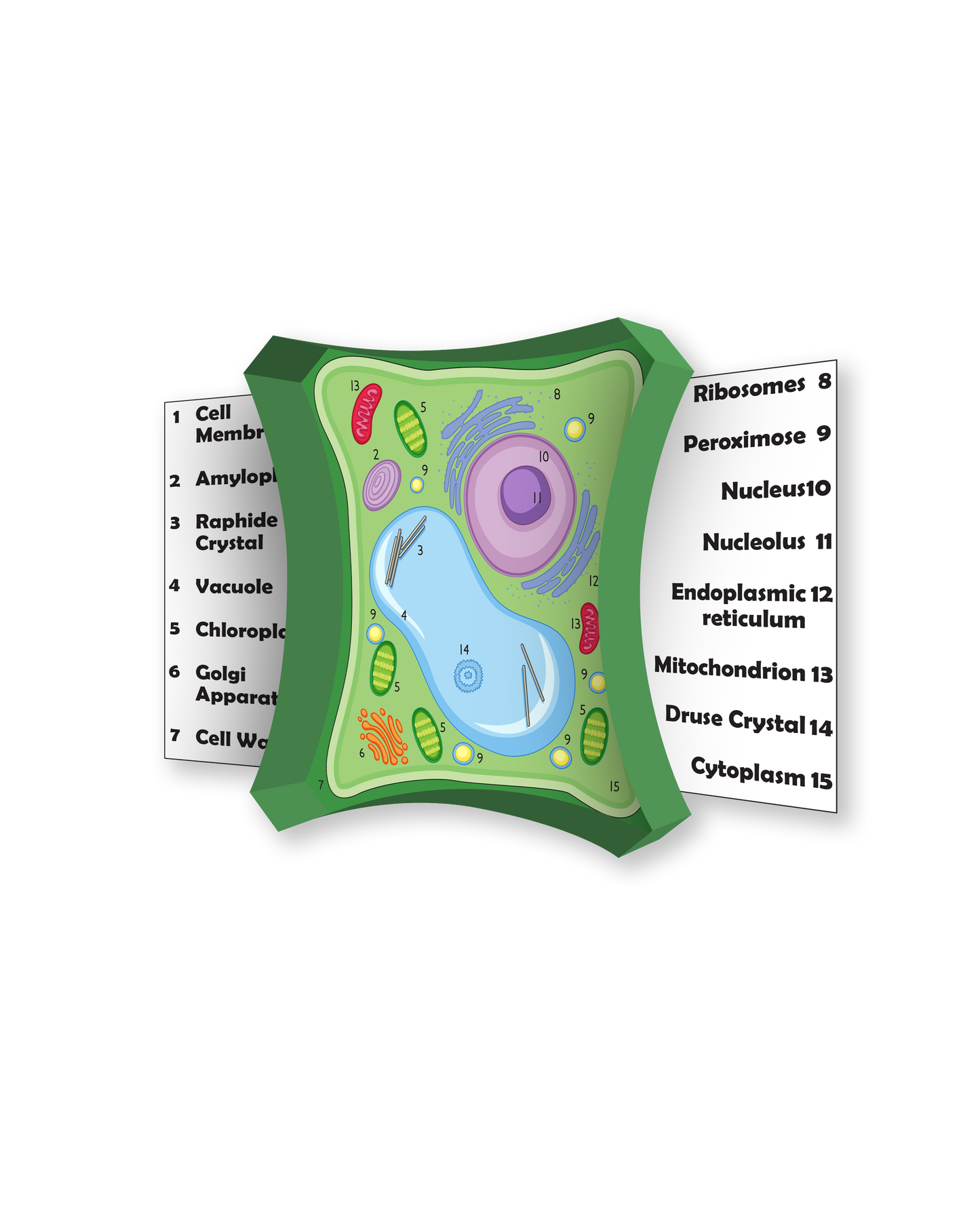 Plant Cell Diorama 3D Diorama Printable (6 Pages Total)