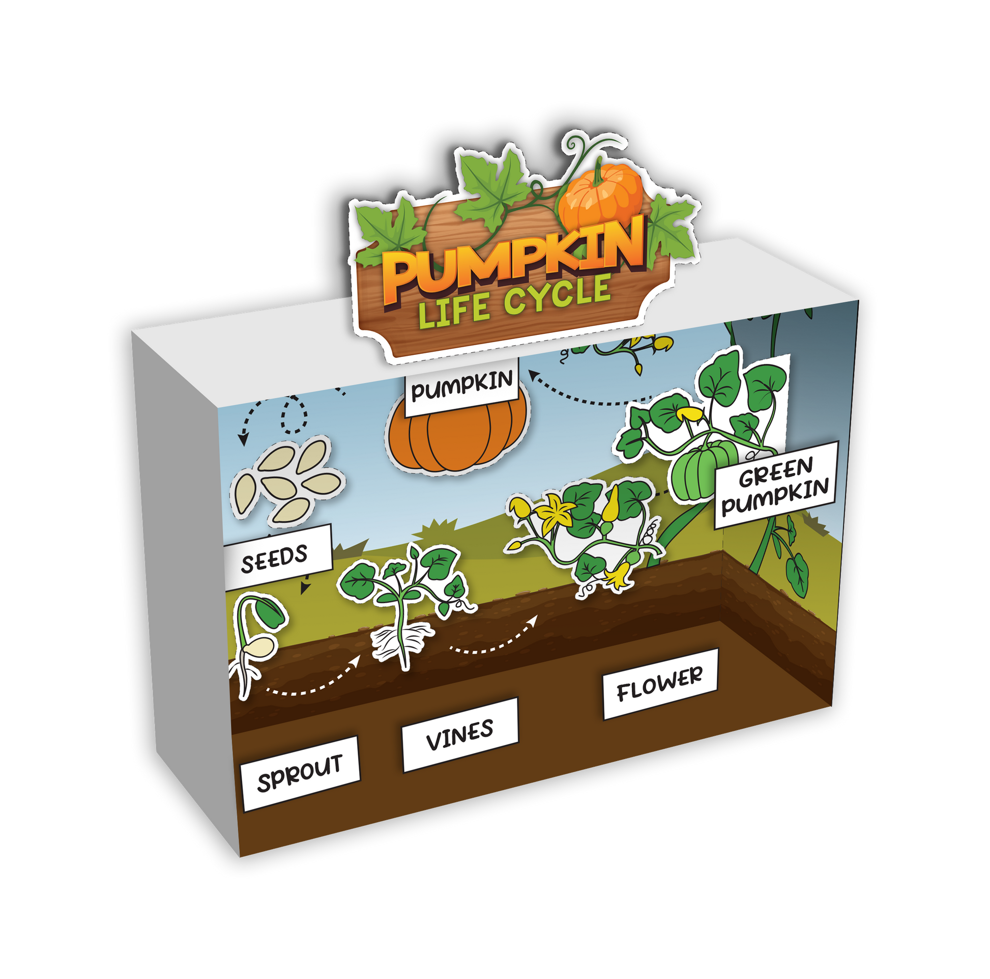 3-D pumpkin life cycle diorama printable to make a shoebox science project. This printable will help you larn about the life cycle of a pumpkin